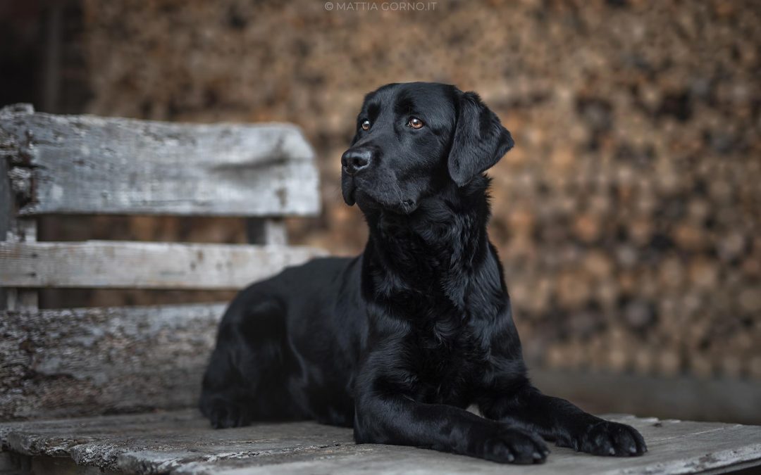 Come fotografare un cane nero