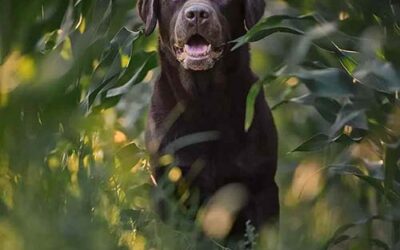 Corso Base Dog Photography